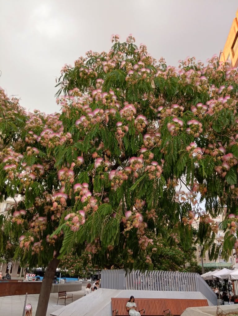 mimosa pudica