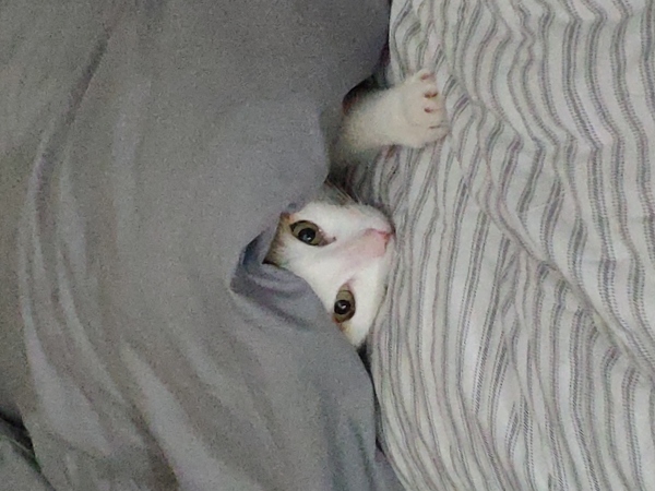 Dexter, the white cat, hidden between the blankets