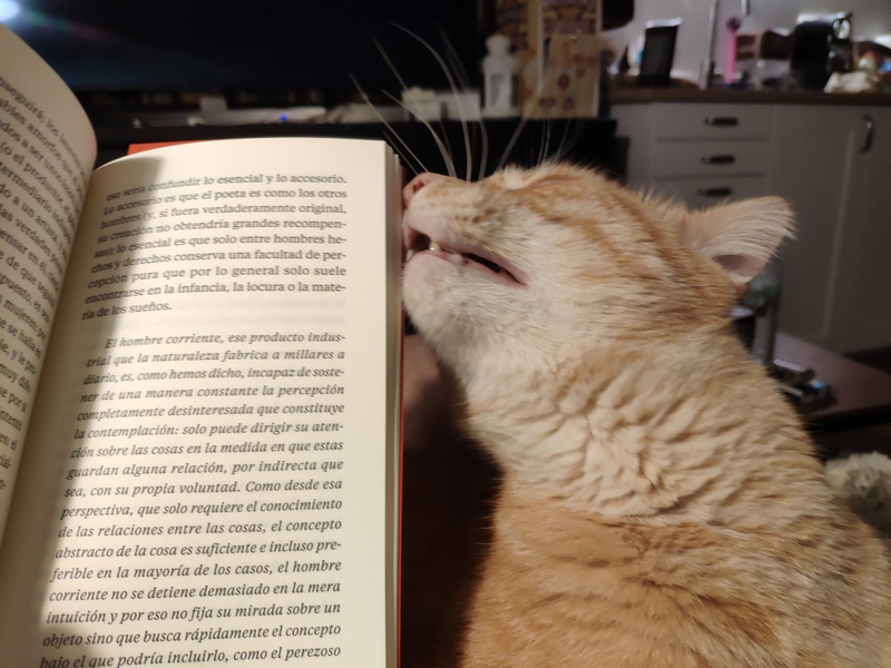 Harry the cat, biting the book I'm reading