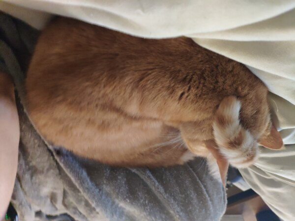 Harry the cat, sleeping with his tail over his head