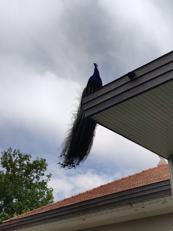 Un pavo real macho subido a un tejado / a male peacock up on a roof